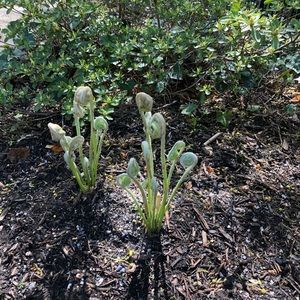 Meet your Posher, Timmeree